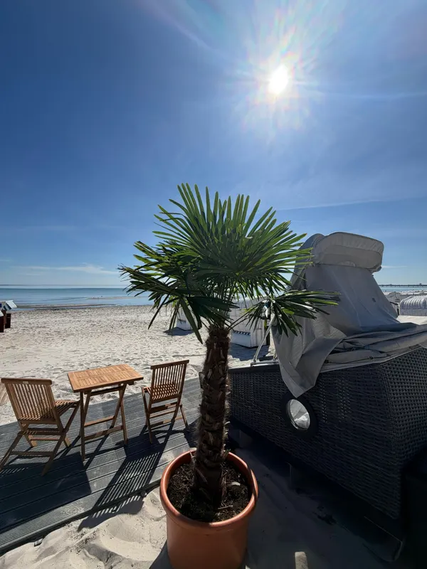 Palme im Kübel vor dem Schlafstrandkorb, im Hintergrund Ostsee und Strandkörbe